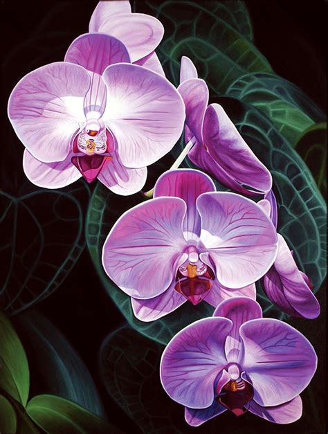 58ba97bfaa039016f19532494a797ce5 (704×932) | Orchid drawing, Orchids painting, Flower painting