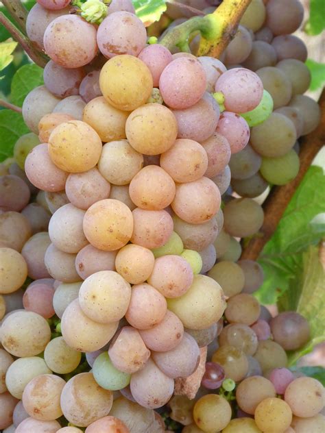 Italian Pinot Grigio Wines – How to Serve & Enjoy Pinot Grigio