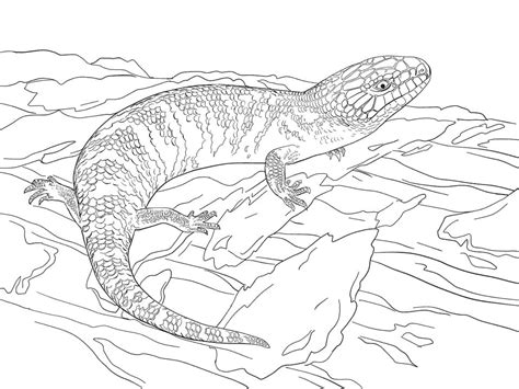 Crocodile Skink Coloring Page - Free Printable Coloring Pages for Kids