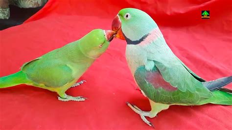 Rio Feeding The Female Ringneck Parrot Rosie - YouTube