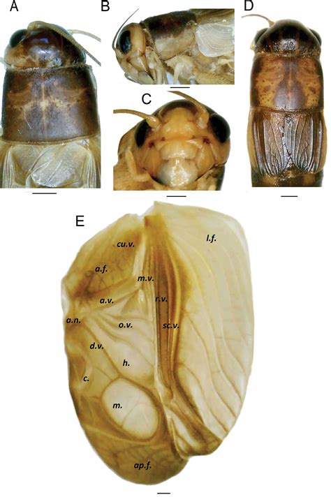 Description of two new species of Turanogryllini crickets (Orthoptera ...