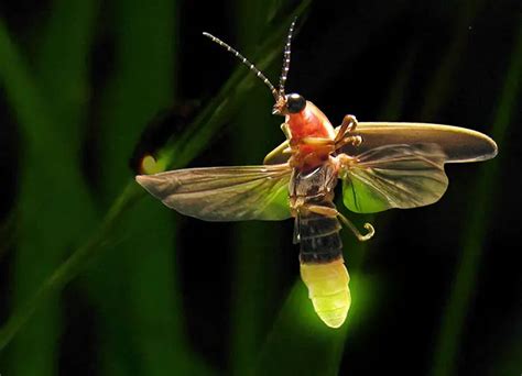 Fireflies -Life cycle and Myths about the light bugs - Environmental Earth