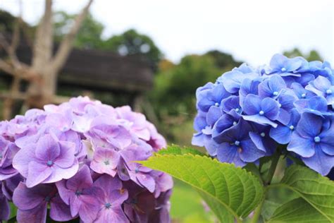 370+ Japanese Blue Hydrangea Flower And Bud Stock Photos, Pictures ...