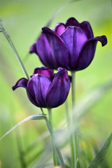 tulips | Tulips, Fine art photography, Art photography