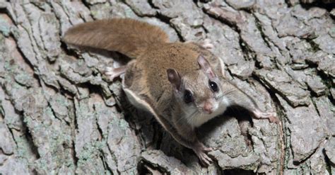 What Do Flying Squirrels Eat? 13 Foods for This Cute Rodent - AZ Animals