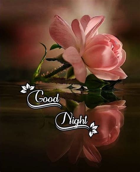 Beautiful Good Night Photo with Pink Rose