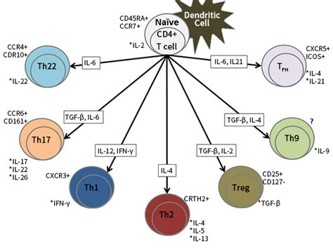 T Cell Differentiation Pathway