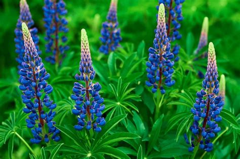 Native Blue Lupine: Plant Care & Growing Guide