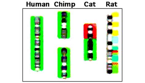 Human chimp dna similarity re-evaluated