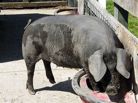 Large Black pig makes her debut at Lake Metroparks Farmpark (video ...