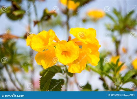 Tecoma flowers stock image. Image of color, bush, background - 81152303