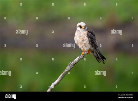 Red-footed Falcon - Falco vespertinus - female Stock Photo - Alamy