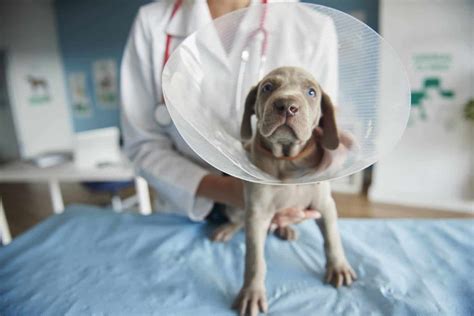 Pros and cons of pet insurance: Choose plan, vet to get peace of mind