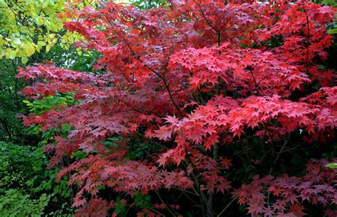 Acer 'Bloodgood' Japanese Maple 10" Pot - Hello Hello Plants & Garden ...