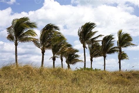 Palm trees swaying in the wind 1356006 Stock Photo at Vecteezy