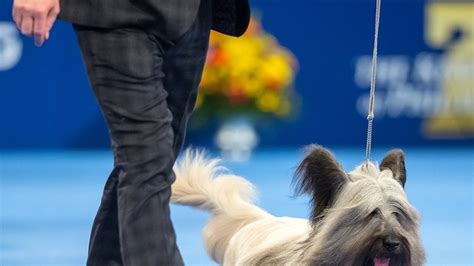 Best in Show Winners at National Dog Show Presented by Purina