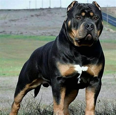 Daily Rottweilers on Instagram: “Bully rott 😍 #rottweiler #rottweilersofinstagram # ...