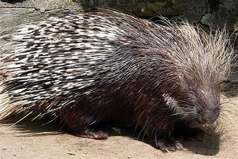 Porcupines - Old and New World Rodents with Quill Defense | Animal ...