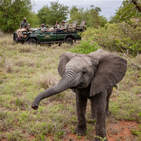 Photographic Safari South Africa | Kings Camp Timbavati