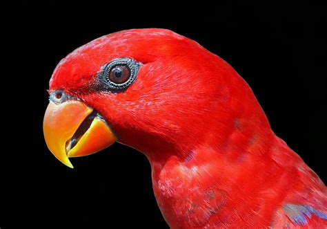 Red Lory - Red Lory Singapore | Red, Beautiful, Animals