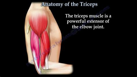 Anatomy Of The Triceps - Everything You Need To Know - Dr. Nabil Ebraheim - YouTube