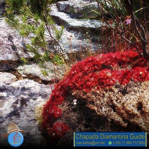 Carnivore plants in Chapada Diamantina national park / Brazil : r/chapadadiamantina