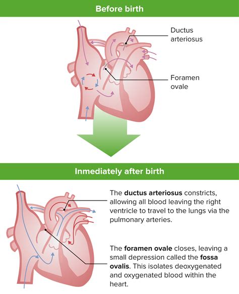 Heart Anatomy Foramen Ovale