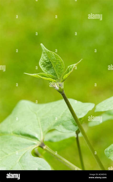 Bean plant hi-res stock photography and images - Alamy