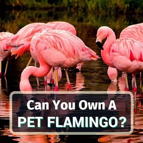 Can You Own A Flamingo As Pet? Is It Legal? Everything You Need To Know!