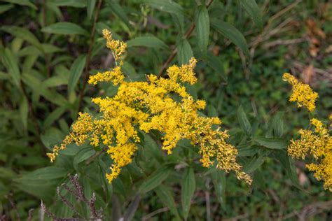 How to Grow and Care for Goldenrod