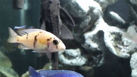 Buying Your First African Cichlids: A Guide for Beginners – HousePetsCare.com