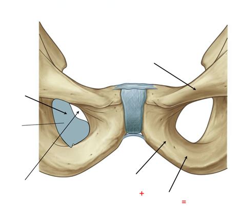 Obturator Foramen