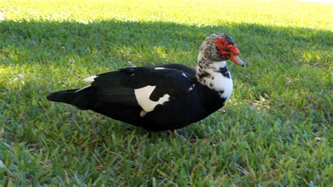 Muscovy Ducks of Florida, Welcome or Nuisance? - YouTube