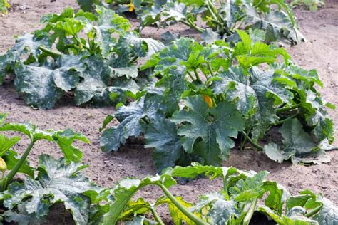 Zucchini plant 🌱🥒 Unleash the potential of growing fresh, delicious zucchinis in your garden!