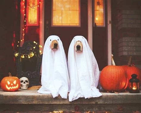 15 Spooktacular Dog Halloween Costumes: From Super-Cute to Super-Scary