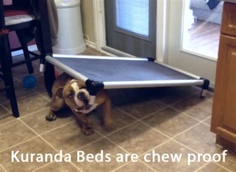 Why are Kuranda Dog Beds better than pillow-style dog beds? | Kuranda ...