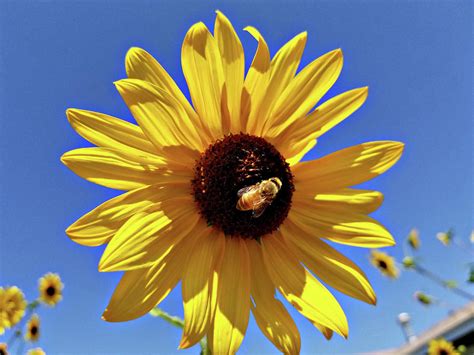 Honey Bee on Sunflower Photograph by J | Pixels