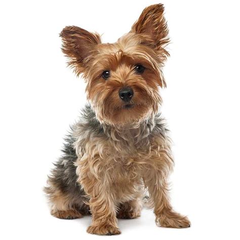 Yorkshire Terrier Dog Breed: Profile, Personality, Facts