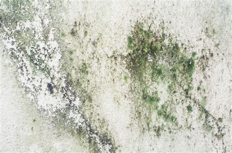 Mold Vs. Mildew: How To Tell The Difference And Get Rid Of Both