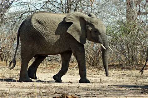 African Bush Elephant Facts | Anatomy, Diet, Habitat, Behavior ...