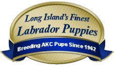 Labrador Retriever Puppies For Sale in Manorville, New York