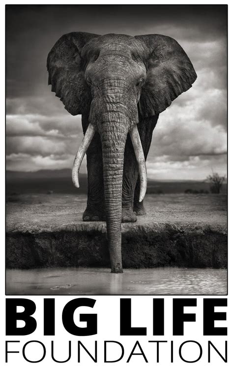 The Elephant Wisdom Project – Eric J. McNulty