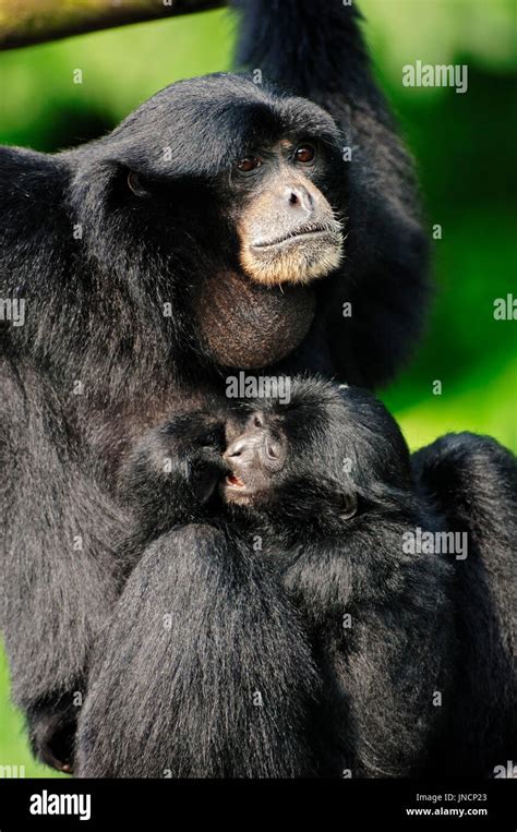 Siamang gibbon baby hi-res stock photography and images - Alamy