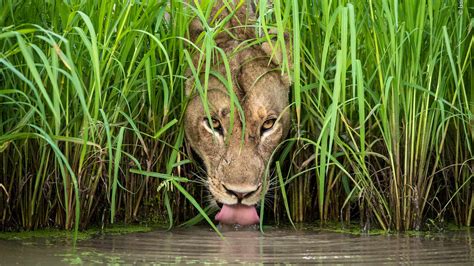 Wildlife Photographer of the Year 2019, Sydney | Concrete Playground Sydney