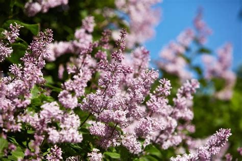 Turn Back the Clock on Fading Lilac Blooms: Tips to Prolong Their Beauty - The Practical Planter