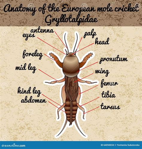 Anatomy of the European Mole Cricket. Sticker. Gryllotalpidae. Sketch of Mole Cricket Mole ...