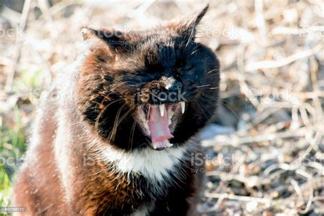 Old Seasoned Black Cat Stock Photo - Download Image Now - Abandoned, Animal, Animal Whisker - iStock