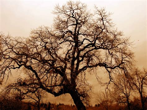 File:Bare Oak Tree.jpg