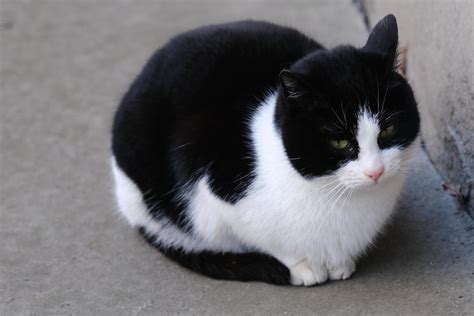 black and white tabby street cat with green eyes portrait close-up 3088137 Stock Photo at Vecteezy