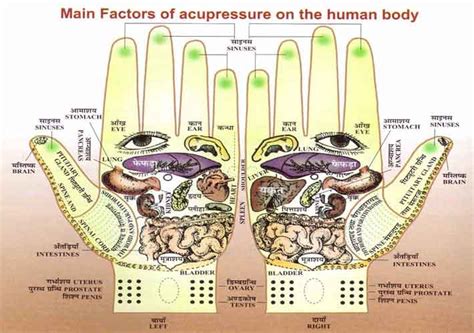 Reflexology Charts: Hand, Foot & Ear Reflexology Chart Tips!